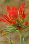 Wavy-leaved Indian Paintbrush bracts & blossoms detail