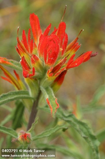 Castilleja applegatei