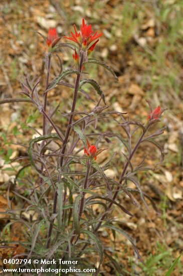 Castilleja applegatei