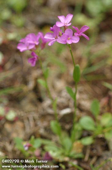 Arabis aculeolata