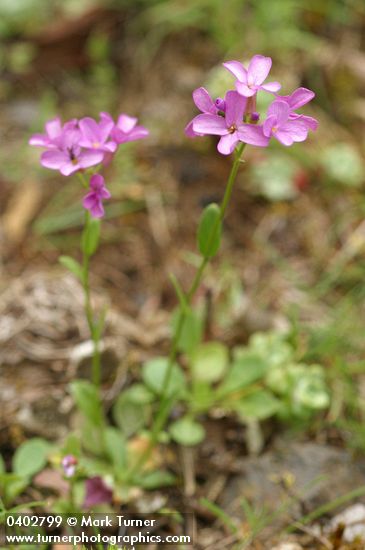 Arabis aculeolata