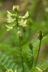 Bald Mountain Milkvetch blossoms detail