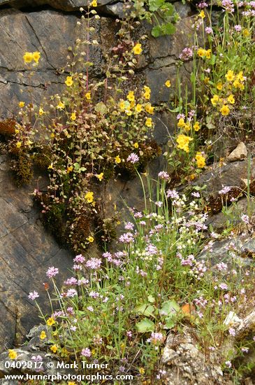Plectritis congesta; Mimulus guttatus; Saxifraga marshallii