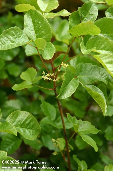 Toxicodendron diversilobum