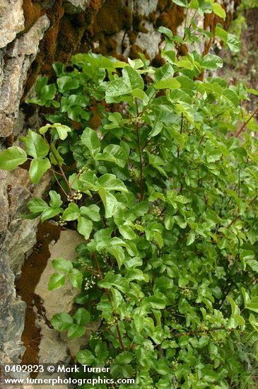 Toxicodendron diversilobum