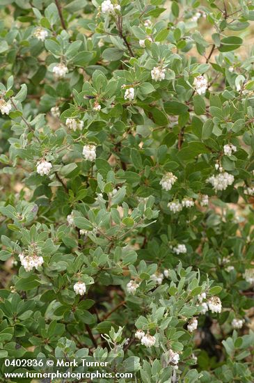Arctostaphylos canescens