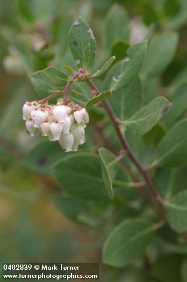 Arctostaphylos canescens