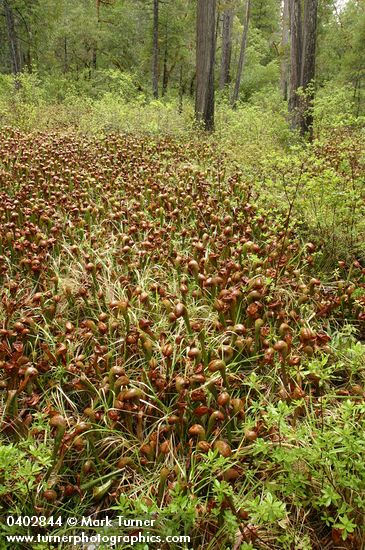 Darlingtonia californica