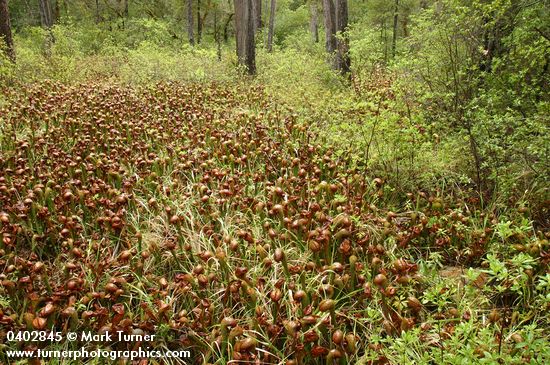 Darlingtonia californica