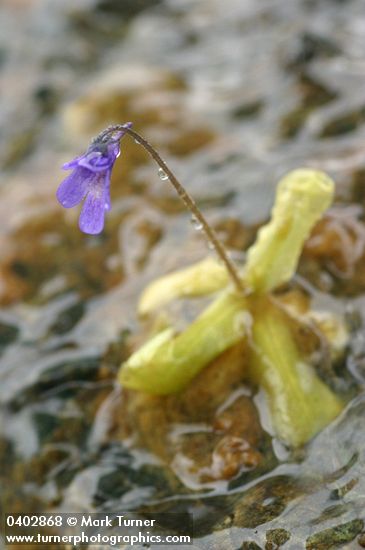Pinguicula vulgaris