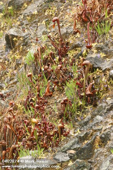 Pinguicula vulgaris; Darlingtonia californica