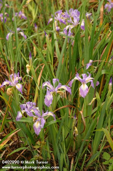 Iris douglasiana