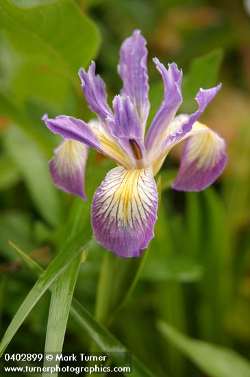 Iris douglasiana