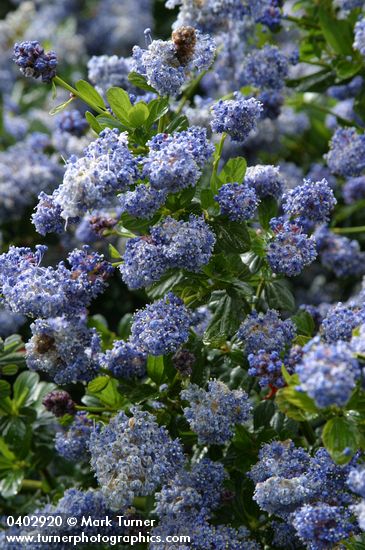 Ceanothus thyrsiflorus