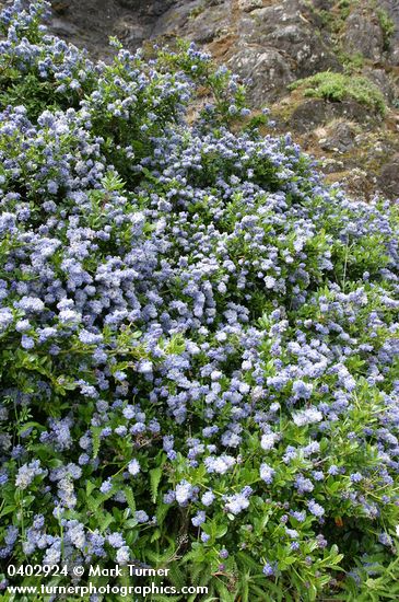 Ceanothus thyrsiflorus