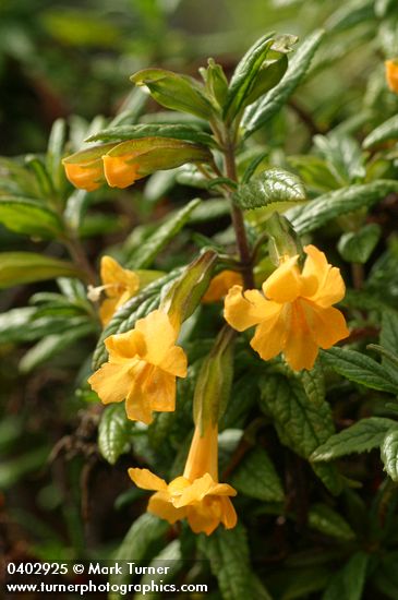 Diplacus aurantiacus ssp. aurantiacus (Mimulus aurantiacus)