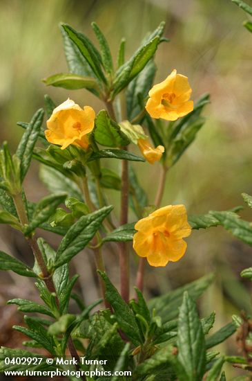 Diplacus aurantiacus ssp. aurantiacus (Mimulus aurantiacus)