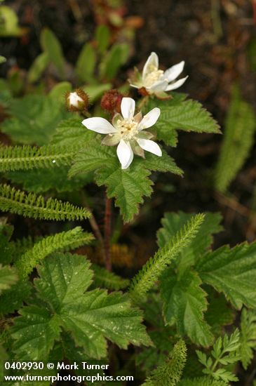 Rubus ursinus