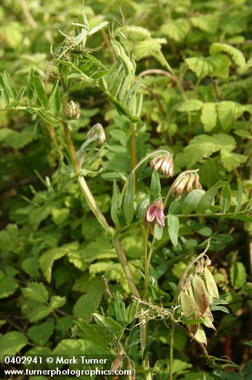 Vicia nigricans ssp. gigantea