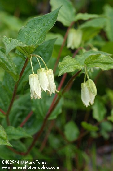Disporum smithii