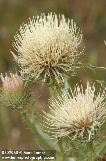 Cirsium cymosum