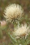Peregrine Thistle blossoms detail