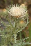 Peregrine Thistle blossoms detail