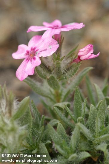 Phlox hirsuta