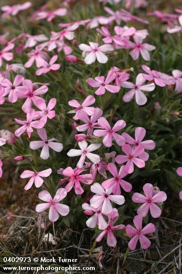 Phlox hirsuta