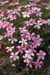 Yreka Phlox
