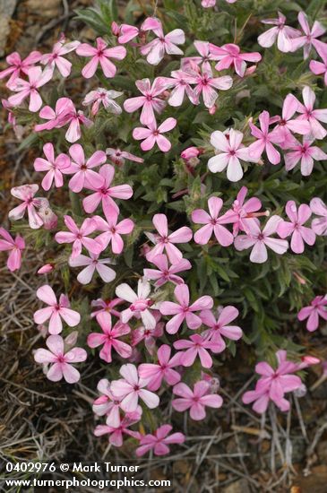 Phlox hirsuta