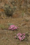 Yreka Phlox in lithosol habitat