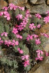 Yreka Phlox among rocks