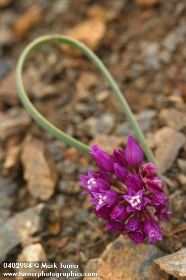 Allium siskiyouense