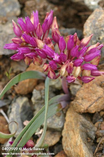 Allium siskiyouense