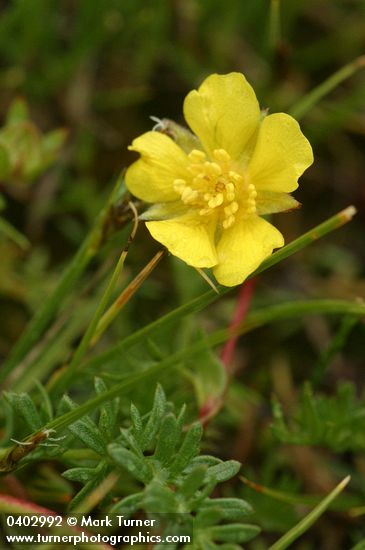 Potentilla millefolia var. klamathensis