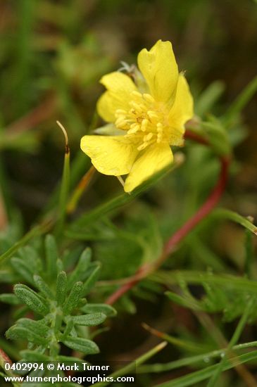 Potentilla millefolia var. klamathensis