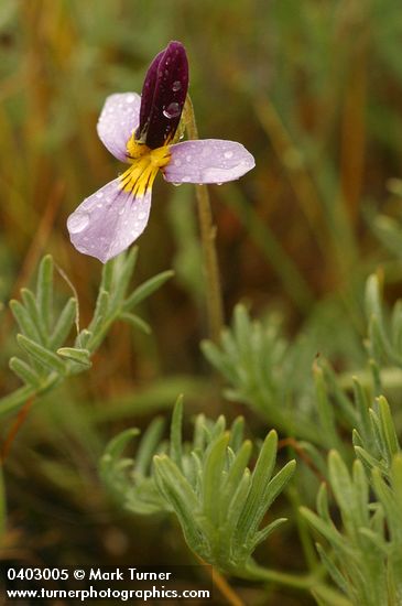Viola beckwithii