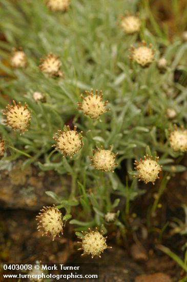 Antennaria dimorpha