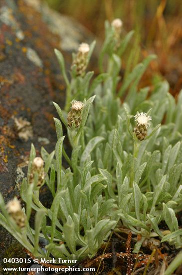 Antennaria dimorpha