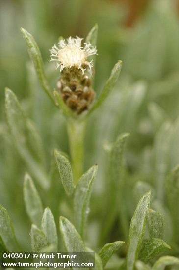 Antennaria dimorpha