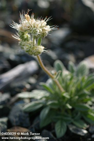 Phacelia corymbosa