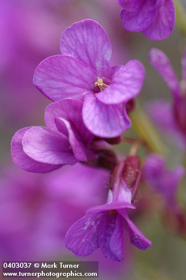 Arabis aculeolata
