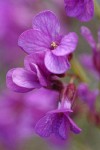Waldo Rockcress blossoms detail