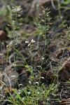 Siskiyou Pennycress