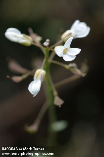 Thlaspi montanum var. siskiyouense