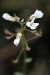 Siskiyou Pennycress blossoms detail