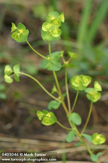 Euphorbia crenulata