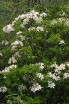 Western Azalea