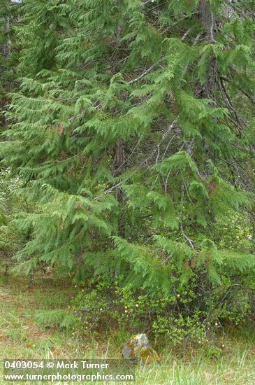 Chamaecyparis lawsoniana